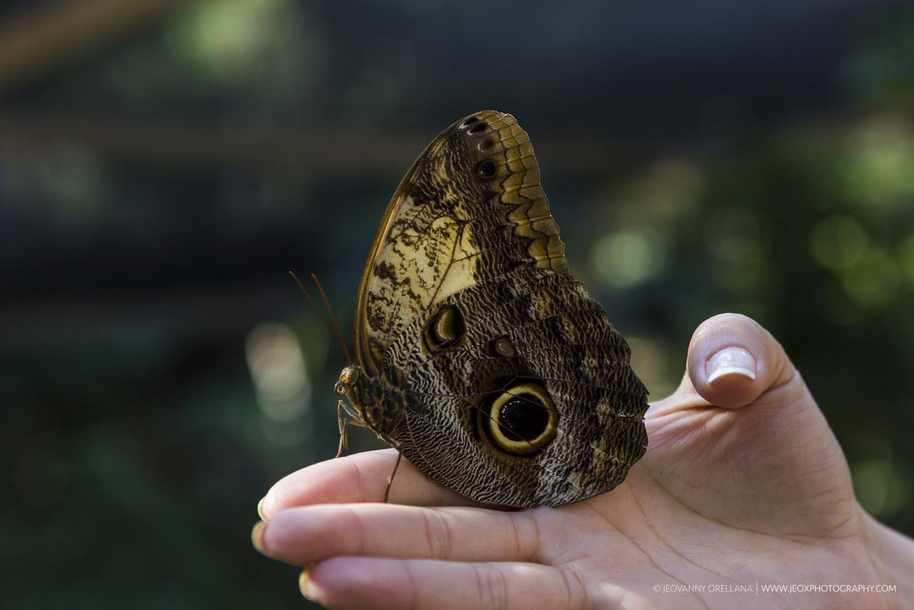 Mayan Hills Resort Copan Ruinas Luaran gambar