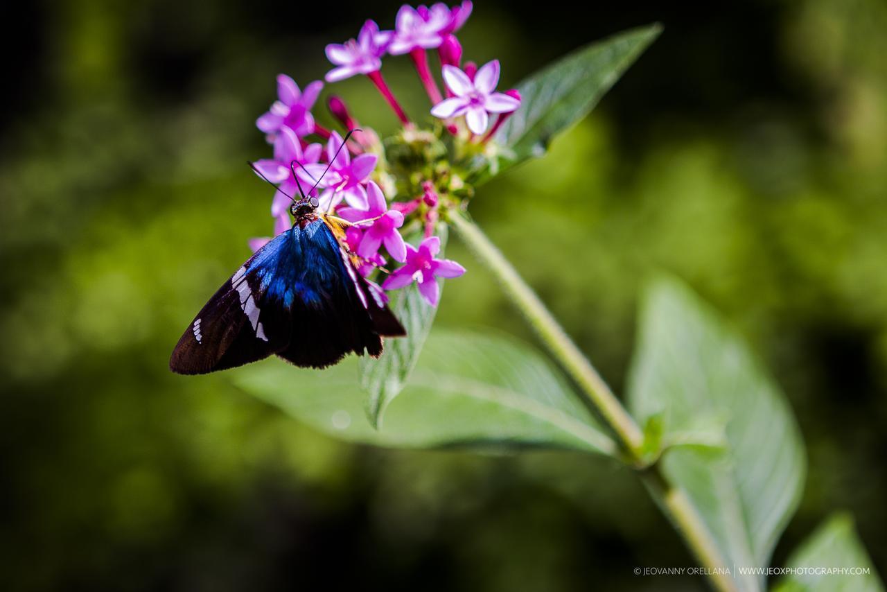 Mayan Hills Resort Copan Ruinas Luaran gambar
