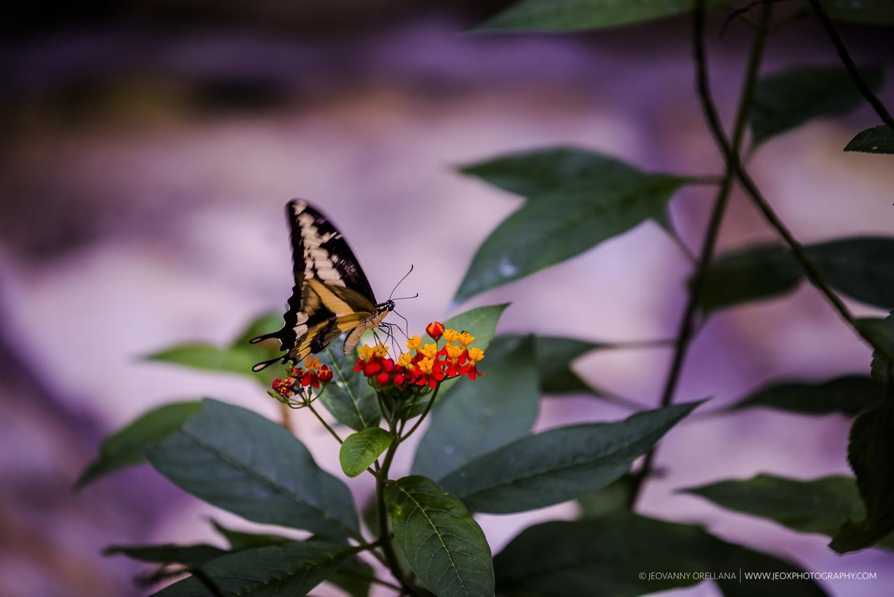 Mayan Hills Resort Copan Ruinas Luaran gambar